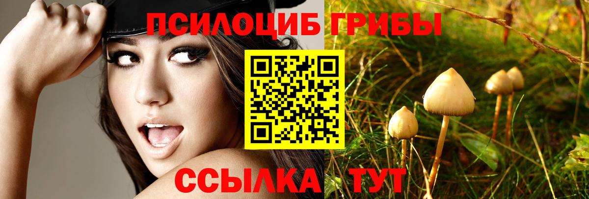 Кольчугино  Псилоцибиновые грибы мицелий  Вход с VPN  Галлюциногенные грибы Magic Shrooms 